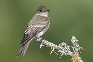 Tiran Prints: Oostelijk Bospiewie, Eastern Wood-Pewee, Contopus virens