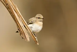 Melanoleuca Prints: Oostelijke Blonde Tapuit, Eastern Black-eared Wheatear, Oenanthe