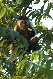 Oostelijke Prints: Oostelijke franjeaap, Mantled guereza, Colobus guereza