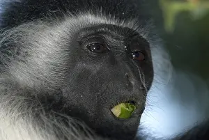 Oostelijke Prints: Oostelijke franjeaap, Mantled guereza, Colobus guereza