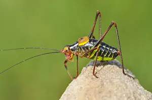 Zuijderduijn Prints: Oostelijke Struiksprinkhaan, Striped Bush-Cricket, Leptophyes al