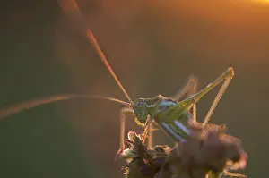 Oostelijke Prints: Oostelijke Struiksprinkhaan; Striped Bush-Cricket; Leptophyes al
