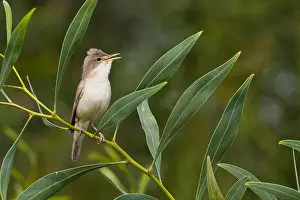 Oostelijke Prints: Oostelijke Vale Spotvogel; Eastern Olivaceous Warbler; Acrocepha