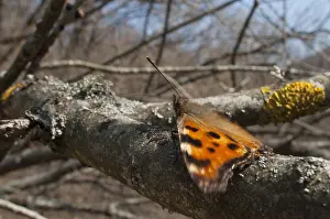 Oostelijke Prints: Oostelijke vos, Yellow-legged Tortoisehell, Nymphalis xanthomelas