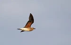 Myanmar Prints: Oosterse Vorkstaartplevier, Oriental Pratincole, Glareola maldiv