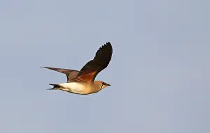 Myanmar Prints: Oosterse Vorkstaartplevier, Oriental Pratincole, Glareola maldiv