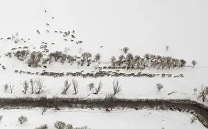 1980 Prints: Oostvaardersplassen