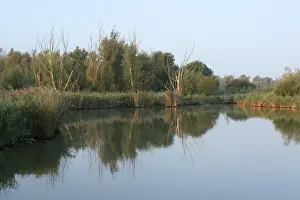 Images Dated 14th September 2007: Oostvaardersplassen Netherlands, Oostvaardersplassen Nederland