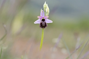 Images Dated 16th May 2023: Ophrys aveyronensis