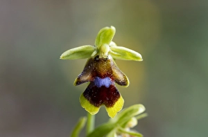 Images Dated 20th May 2023: Ophrys insectifera subsp. aymoninii