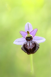 Images Dated 30th May 2023: Ophrys sphegodes subsp. aveyronensis