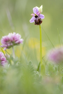 Images Dated 16th May 2023: Ophrys sphegodes subsp. aveyronensis