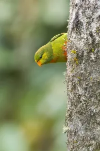 Images Dated 11th September 2022: Orange-billed Lorikeet, Neopsittacus pullicauda