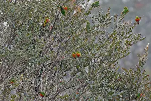 Images Dated 11th July 2022: Orange-billed Lorikeet, Neopsittacus pullicauda