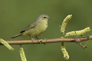 2017 Prints: Orange-crowned Warbler, Oreothlypis celata