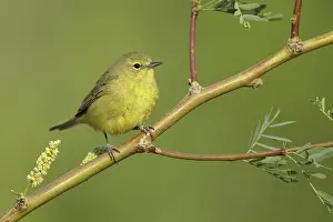 2017 Prints: Orange-crowned Warbler, Oreothlypis celata