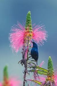 Jamaica Prints: Orangequit, Euneornis campestris