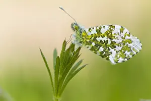 2017 Prints: Oranjetipje, Orange Tip, Anthocharis cardamines