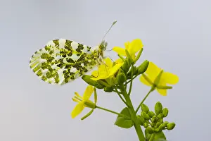 2017 Prints: Oranjetipje, Orange Tip, Anthocharis cardamines