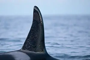 Norway Prints: Orca, Orcinus orca