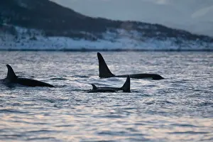Norway Prints: Orca, Orcinus orca