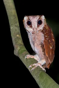 oriental bay owl phodilus badius