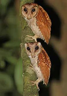 2011 Prints: Oriental Bay Owl, Phodilus badius