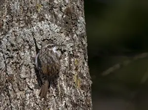 Daurica Prints: Orientalis Eurasian Treecreeper, Certhia familiaris daurica