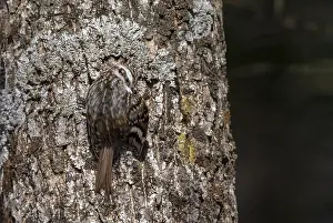 Daurica Prints: Orientalis Eurasian Treecreeper, Certhia familiaris daurica
