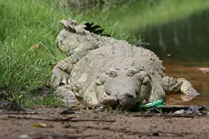 Reptile Prints: Orinoco Crocodile