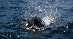 Koninkrijk Prints: Orka, Killer whale, Orcinus orca