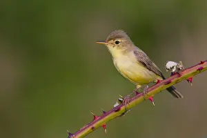 Hippolais Prints: Orpheusspotvogel, Melodious Warbler, Hippolais polyglotta