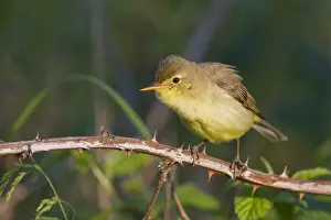 Hippolais Prints: Orpheusspotvogel, Melodious Warbler, Hippolais polyglotta