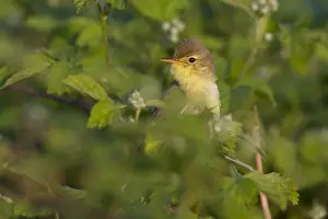Hippolais Prints: Orpheusspotvogel, Melodious Warbler, Hippolais polyglotta