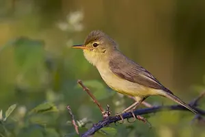 Hippolais Prints: Orpheusspotvogel, Melodious Warbler, Hippolais polyglotta