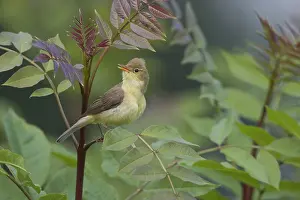 Hippolais Prints: Orpheusspotvogel, Melodious Warbler, Hippolais polyglotta