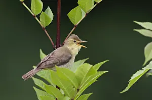 Hippolais Prints: Orpheusspotvogel, Melodious Warbler, Hippolais polyglotta