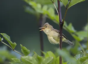 Hippolais Prints: Orpheusspotvogel, Melodious Warbler, Hippolais polyglotta