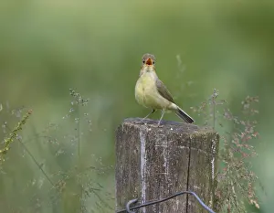 Hippolais Prints: Orpheusspotvogel, Melodious Warbler, Hippolais polyglotta
