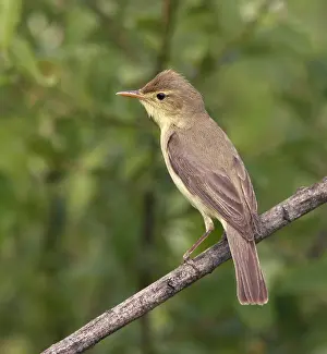 Hippolais Prints: Orpheusspotvogel, Melodious Warbler, Hippolais polyglotta