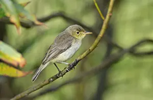 Schaarse Gast Prints: Orpheusspotvogel, Melodious Warbler, Hippolais polyglotta