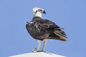 Pandionidae Prints: Osprey