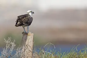 Accipitriformes Prints: Osprey