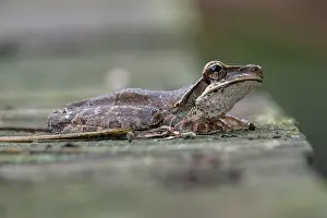 Amphibian Prints: Osteocephalus planiceps