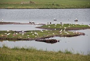 Natuurmonumenten Prints: Ottersaat