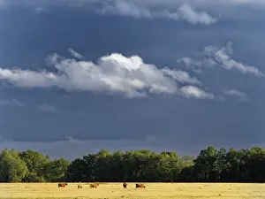 Staatsbosbeheer Prints: Oudemolense Veld