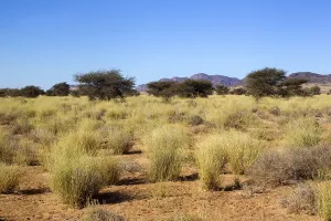 Semi Desert Prints: Oued Jenna, Aousserd, Marokko, Morocco
