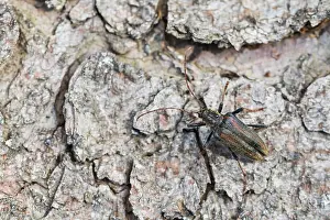 Images Dated 16th June 2022: Oxymirus cursor