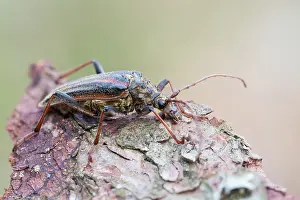 Images Dated 3rd June 2022: Oxymirus cursor