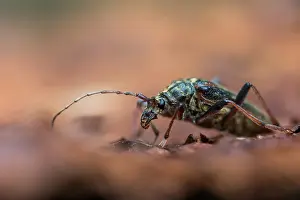 Images Dated 2nd June 2022: Oxymirus cursor